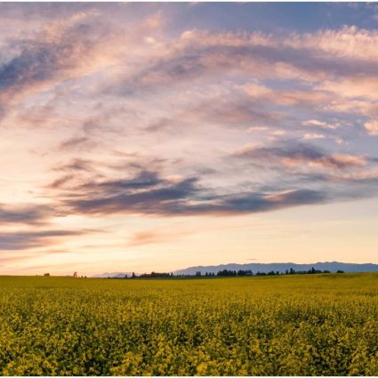 sunset clouds over a field