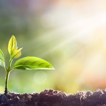 photo of plant blooming from soil in sunlight