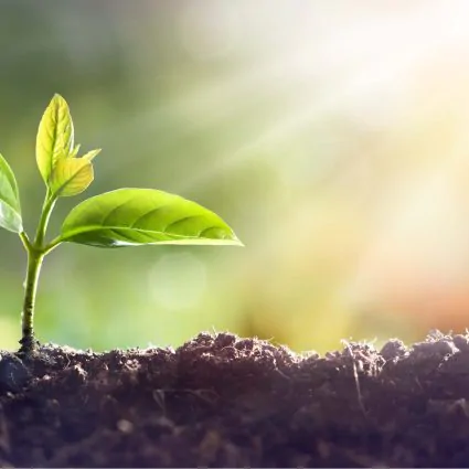 plant blooming from soil in sunlight